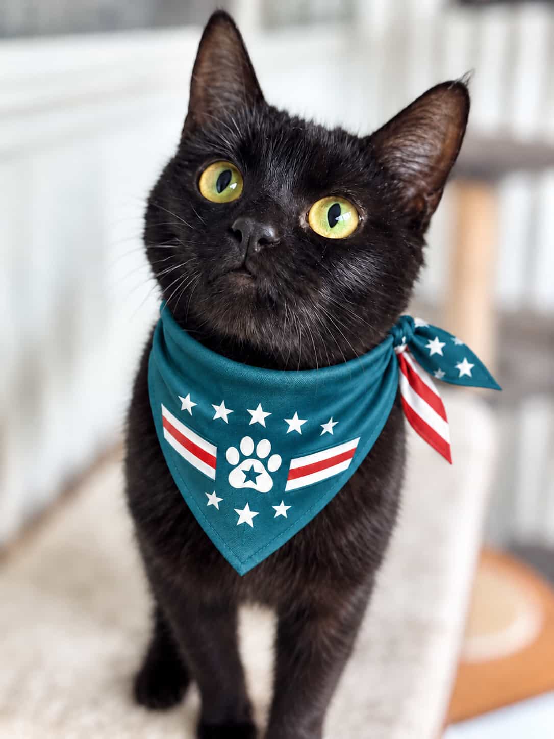 Black cat wearing a star bandana