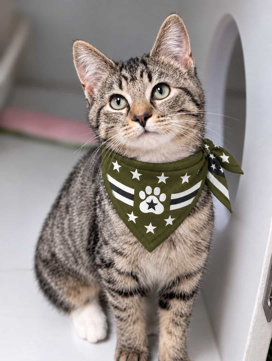 Tabby kitten wearing a star bandana