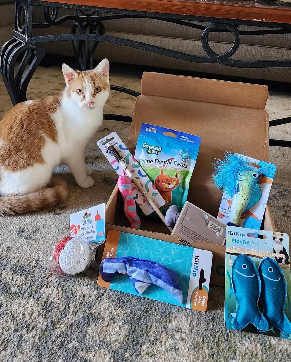 Cat owner with open KitNipBox