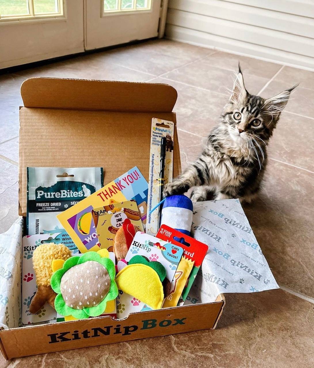 Three cats with KitNipBox